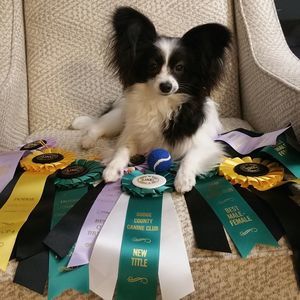 Meet your Posher, Anakin